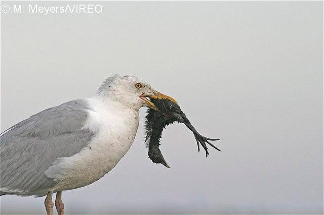 Herring Gull m51-2-029.jpg